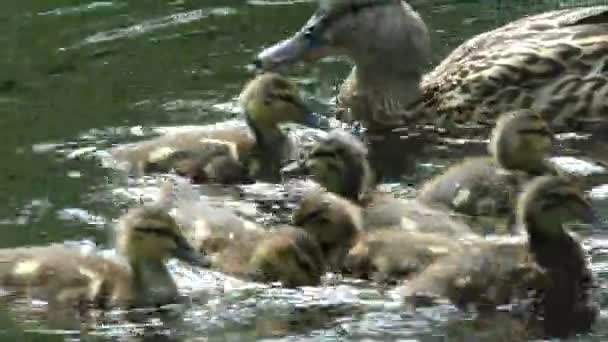 Mãe Pato Com Uma Ninhada Pequenos Patinhos Nadando Pela Água — Vídeo de Stock