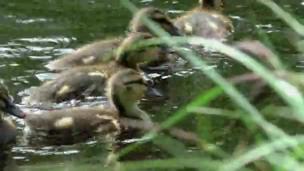 Madre Pato Con Una Cría Pequeños Patitos Nadando Través Del — Vídeo de stock