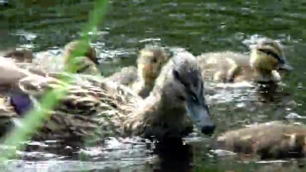 Madre Pato Con Una Cría Pequeños Patitos Nadando Través Del — Vídeo de stock