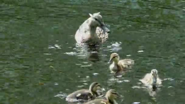 Moeder Eend Met Een Broed Van Kleine Eendjes Zwemmen Door — Stockvideo