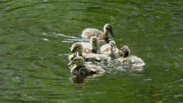 Mãe Pato Com Uma Ninhada Pequenos Patinhos Nadando Pela Água — Vídeo de Stock