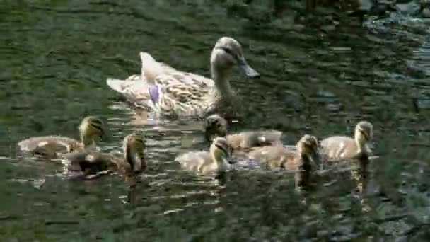 Mother Duck Brood Small Ducklings Swimming Water Life Wild Birds — Stock Video