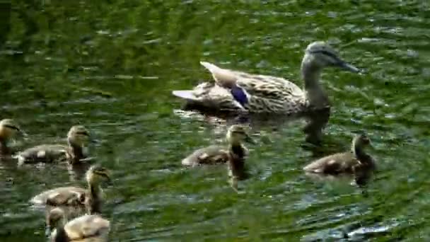 Madre Pato Con Una Cría Pequeños Patitos Nadando Través Del — Vídeo de stock