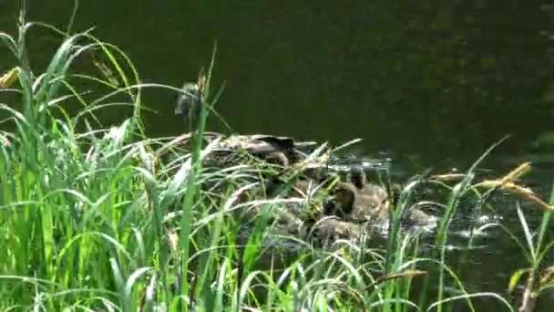 Moeder Eend Met Een Broed Van Kleine Eendjes Zwemmen Door — Stockvideo