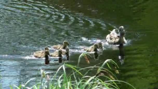 小さなアヒルのひもを持つ母アヒルが水中を泳いでいます 自然環境における野鳥の生活動物における家族と母性 — ストック動画