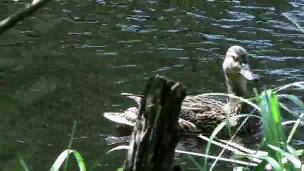 小さなアヒルのひもを持つ母アヒルが水中を泳いでいます 自然環境における野鳥の生活動物における家族と母性 — ストック動画