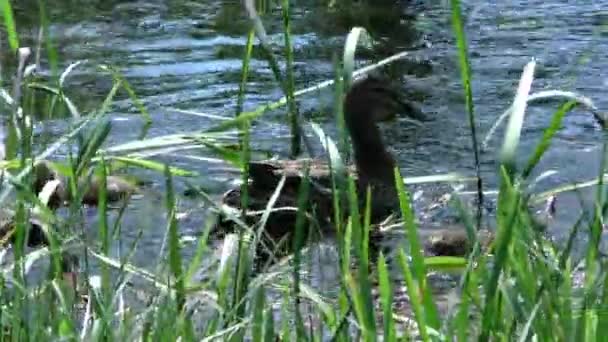 小さなアヒルのひもを持つ母アヒルが水中を泳いでいます 自然環境における野鳥の生活動物における家族と母性 — ストック動画