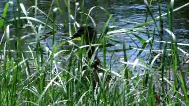 母鸭与一群小鸭子在水中游来游去 野生鸟类在自然环境中的生活 动物的家庭和母亲 — 图库视频影像