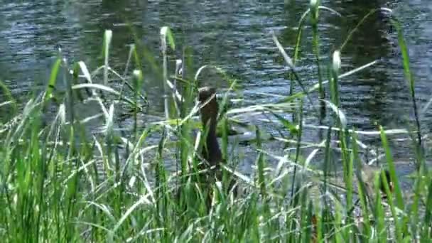 Mère Canard Avec Une Couvée Petits Canetons Nageant Dans Eau — Video