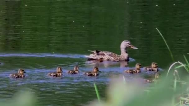 Anatra Madre Con Una Covata Piccoli Anatroccoli Che Nuotano Nell — Video Stock