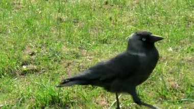 Jackdaw çimenlerde vahşi. Şehirde yabani kuşların hayatı.