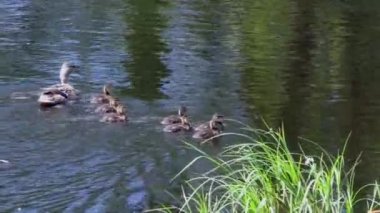 Suda yüzen küçük ördek yavrularıyla bir yavruyla ördek yavrusu. Vahşi kuşların doğal ortamlarında yaşamaları. Hayvanlarda aile ve annelik.