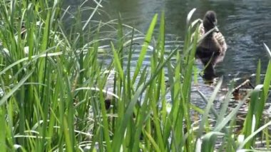 Suda yüzen küçük ördek yavrularıyla bir yavruyla ördek yavrusu. Vahşi kuşların doğal ortamlarında yaşamaları. Hayvanlarda aile ve annelik.