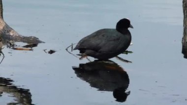Coot fulica atra ördeği suyun üzerinde yüzer. Doğal ortamda yabani kuşların yaşamı.