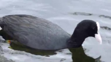 Coot fulica atra ördeği suyun üzerinde yüzer.