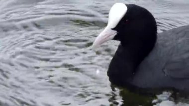 Coot fulica atra ördeği suyun üzerinde yüzer.
