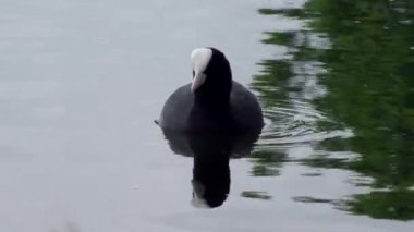 Coot fulica atra ördeği suyun üzerinde yüzer.