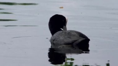 Coot fulica atra ördeği suyun üzerinde yüzer.