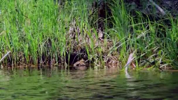 Mãe Pato Com Uma Ninhada Pequenos Patinhos Nadando Pela Água — Vídeo de Stock