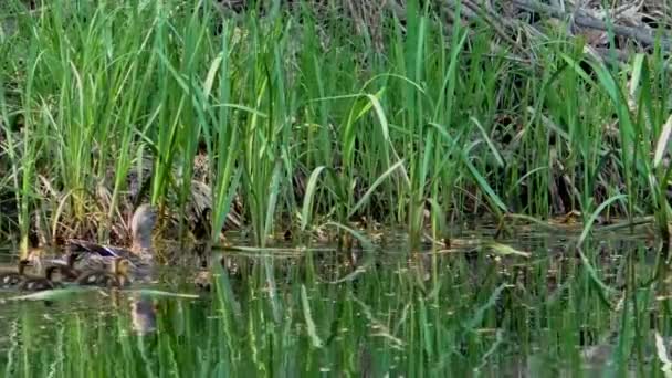 小さなアヒルのひもを持つ母アヒルが水中を泳いでいます 自然環境における野鳥の生活動物における家族と母性 — ストック動画