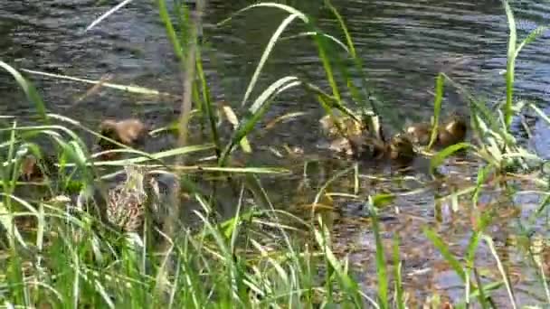 Entenmutter Mit Einer Brut Kleiner Entchen Die Durchs Wasser Schwimmen — Stockvideo