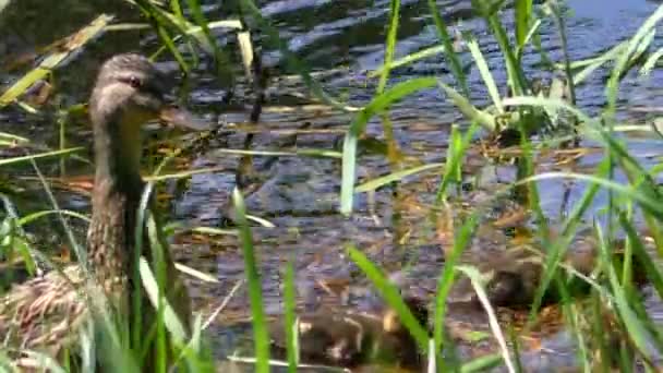 Moeder Eend Met Een Broed Van Kleine Eendjes Zwemmen Door — Stockvideo