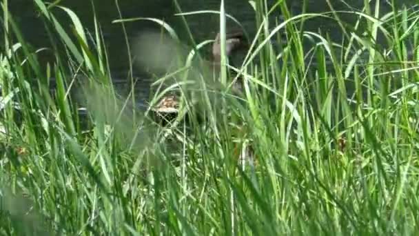 Entenmutter Mit Einer Brut Kleiner Entchen Die Durchs Wasser Schwimmen — Stockvideo