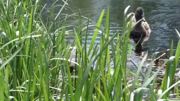 Madre Pato Con Una Cría Pequeños Patitos Nadando Través Del — Vídeos de Stock