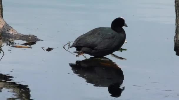 Coot Fulica Atra Duck Zweeft Het Water Leven Van Wilde — Stockvideo