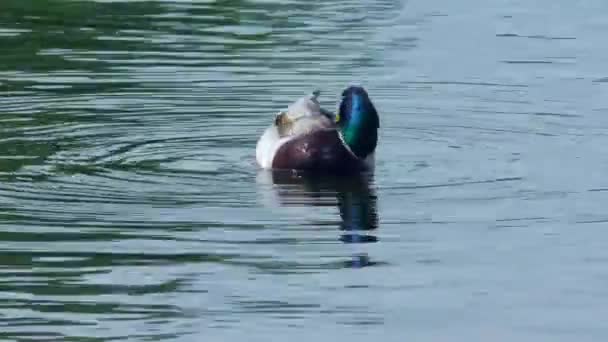 アヒルは近くの水の上にドレーク 自然環境における野鳥の生活 — ストック動画