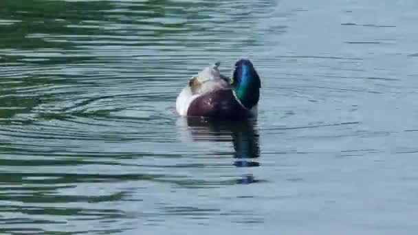 Duck Drakes Sulla Chiusura Dell Acqua Uccelli Selvatici Nell Ambiente — Video Stock