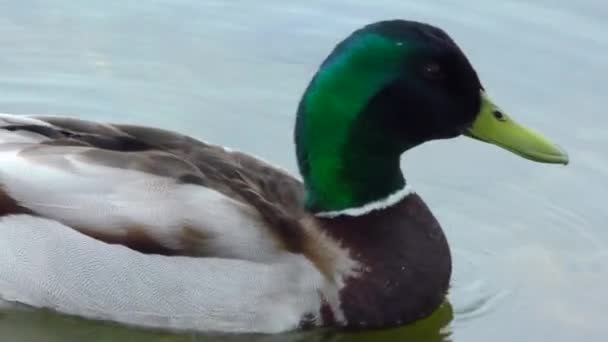 Duck Drakes Sulla Chiusura Dell Acqua Uccelli Selvatici Nell Ambiente — Video Stock