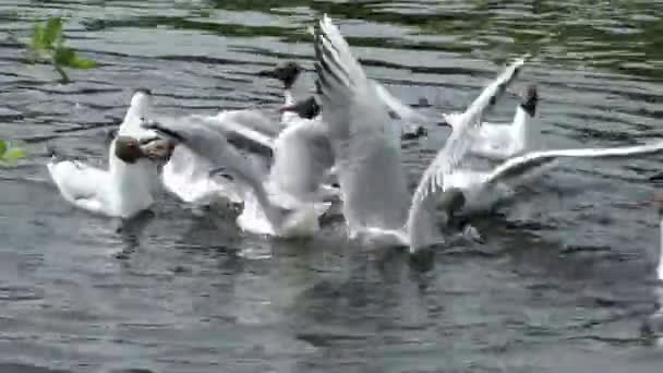 Gaviotas Cabeza Negra Costa Del Agua Vida Silvestre Las Aves — Vídeos de Stock