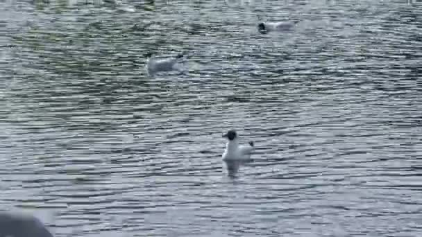 Gaivotas Cabeça Preta Costa Água — Vídeo de Stock