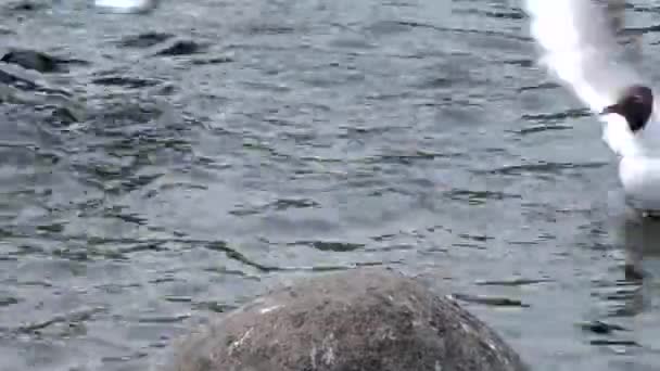 Seagulls Svarthövdad Vatten Kust Vilda Fågellivet Den Naturliga Miljön — Stockvideo