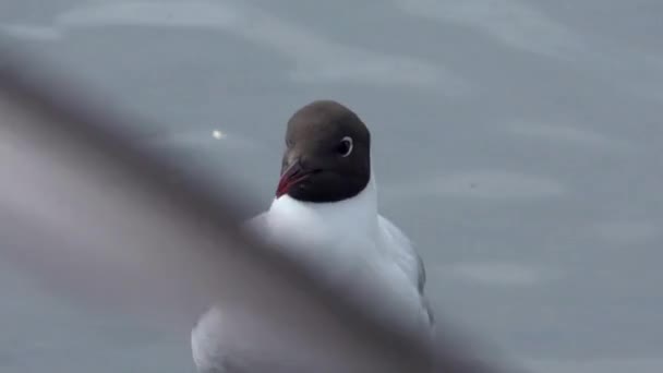 Gabbiani Dalla Testa Nera Sulle Acque Costiere Uccelli Selvatici Nell — Video Stock