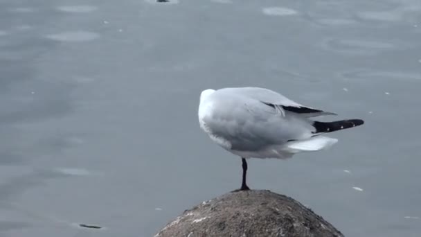 Gaivotas Cabeça Preta Costa Água — Vídeo de Stock