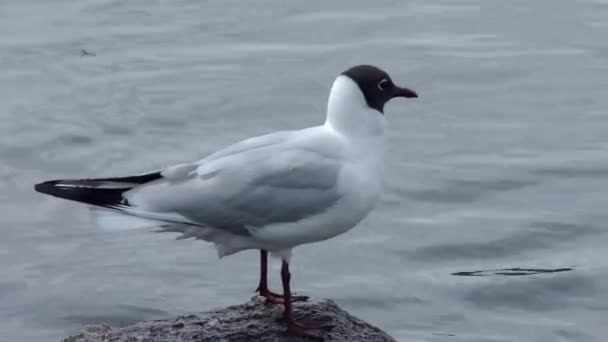 Möwen Mit Schwarzem Kopf Der Küste Wildvögel Der Natürlichen Umgebung — Stockvideo