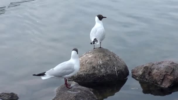 Gaivotas Cabeça Preta Costa Água Vida Aves Selvagens Ambiente Natural — Vídeo de Stock