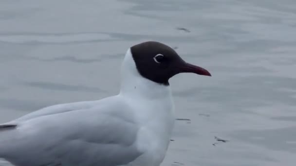Gabbiani Dalla Testa Nera Sulle Acque Costiere Uccelli Selvatici Nell — Video Stock