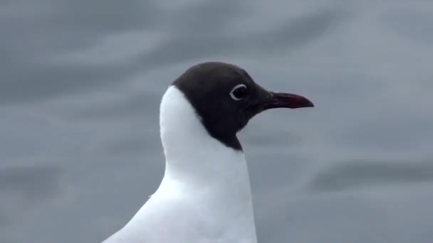 Seagulls Svarthövdad på vatten kust. — Stockvideo