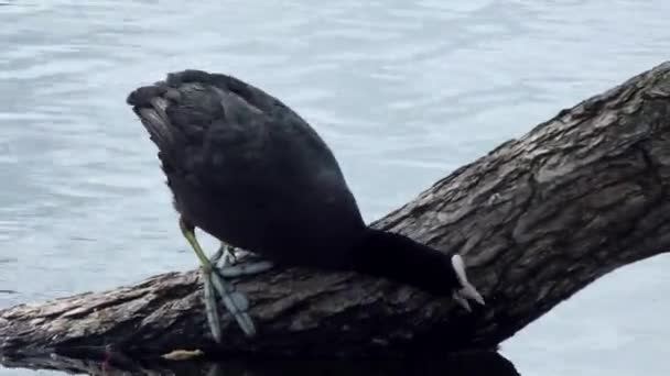 La folaga fulica atra anatra galleggia sull'acqua . — Video Stock