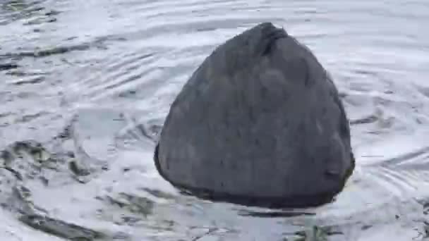 Łyska Fulica atra kaczka unosi się na wodzie. — Wideo stockowe