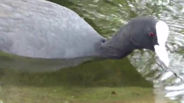 Łyska Fulica atra kaczka unosi się na wodzie. — Wideo stockowe
