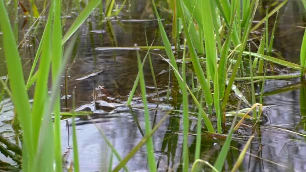 Verano Suave Lluvia Naturaleza Las Gotas Lluvia Caen Hierba Verde — Vídeos de Stock