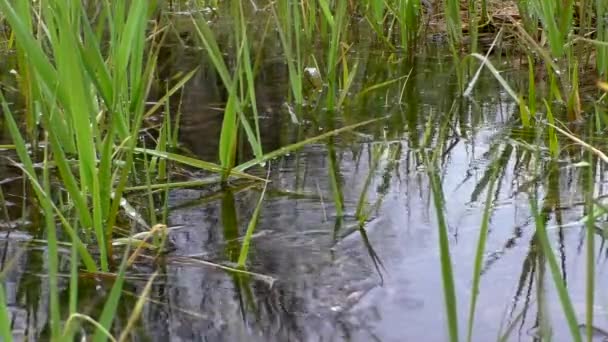 Verano Suave Lluvia Naturaleza Las Gotas Lluvia Caen Hierba Verde — Vídeos de Stock