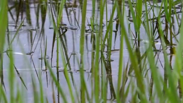 Летний Мягкий Дождь Природы Капли Дождя Падают Зеленую Траву Погода — стоковое видео