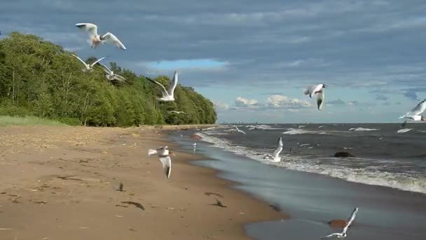 Måsarna Flyger Över Havet Stormiga Vädret Och Vågor Rullande Stranden — Stockvideo