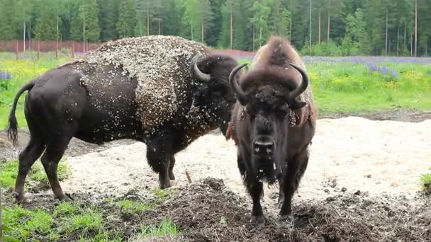 Wild Bison Natureza Bisonte Eurasiano Ambiente Natural — Vídeo de Stock