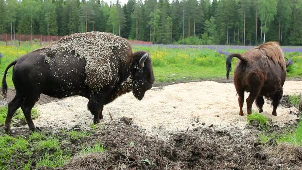 Wild Bison Natureza Bisonte Eurasiano Ambiente Natural — Vídeo de Stock